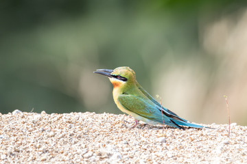 Blue-tailed Bee-eater