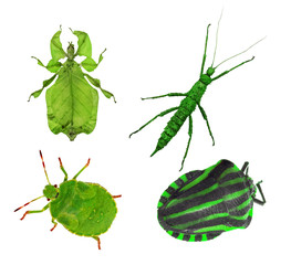 four green bugs on white