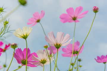 Cosmos colorful flower in the beautiful garden