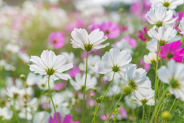 Cosmos colorful flower in the beautiful garden