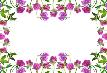 pink clover flowers frame on white