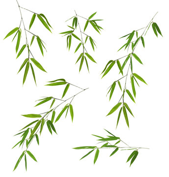 five green bamboo branches isolated on white