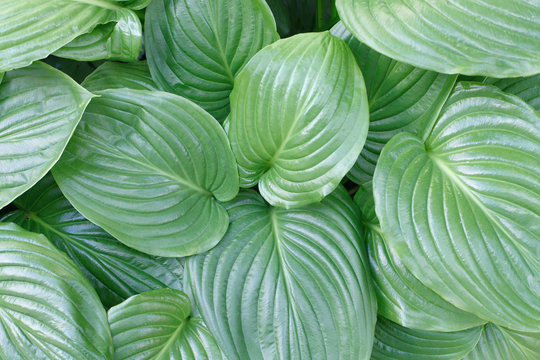 leaves texture, khosta leaves, green leaves, bush, plant, grows,