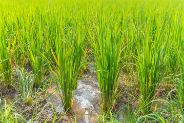 Obraz premium Rice berry in farm, (Thai black jasmine rice)