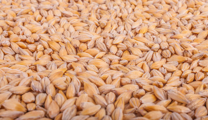 Natural oat grains background
