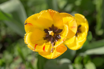 yellow tulips in the spring
