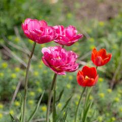 purple and red tulips