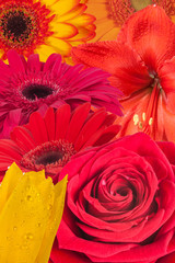 Beautiful flowers background