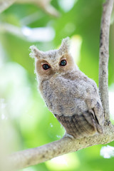 Collared scops owl