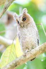 Collared scops owl