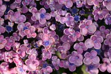小さな花が可憐なのアジサイの花
小さな花一つ一つがミッキーの顔のようでかわいらしかった。