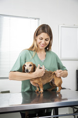 Nurse Giving Injection To Dachshund