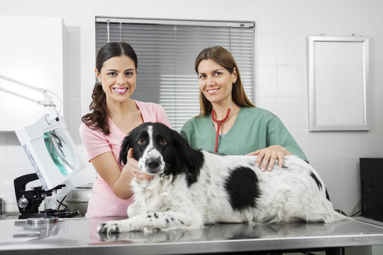 Woman And Vet With Border Collie In Clinic