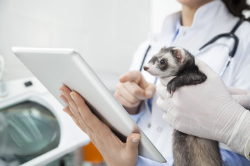 Doctor's Hands Holding Weasel While Colleague Using Digital Tabl