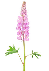 bright pink lupine flower isolated on white