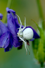 Veränderliche Krabbenspinne
