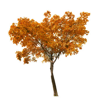 fall isolated on white maple tree