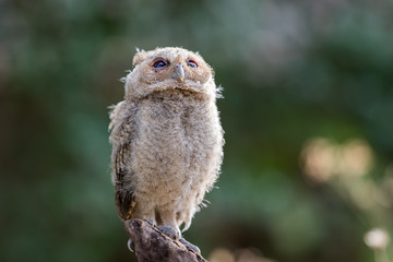 Collared Scops Owl