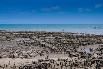 The remains of the mussel poles along the coast. There is a beau