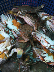 alive blue crab  for sell in fish market
