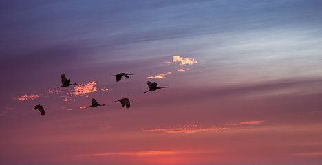 Bright sky on sunset or sunrise with flying birds natural backgr