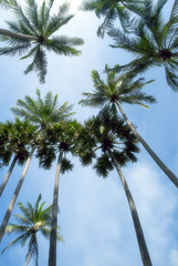 Palm trees over bright sky background