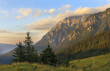 Summer mountain meadows with pine-tree forest.
