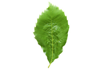 chinese chestnut leaf isolated on white background