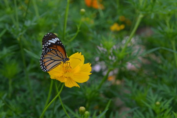 Little Butterfly They suck nectar from cosmos flowers .