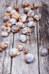 brown spiral shells on old wooden surface. vertical decorative photo