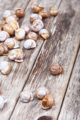 brown spiral shells on old wooden surface. vertical decorative photo