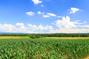 Fototapeta na wymiar Green corn field and blue sky in background 
