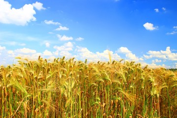 Wheat field and blue sky in background