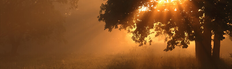 Fototapeta na wymiar Morning sunlight in a forest