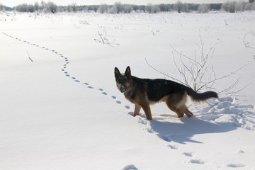 Fototapeta premium Dog German shepherd dog on the trail