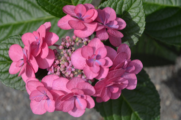 Pink hydrangea