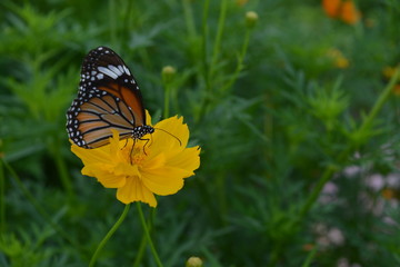 Little Butterfly They suck nectar from cosmos flowers .