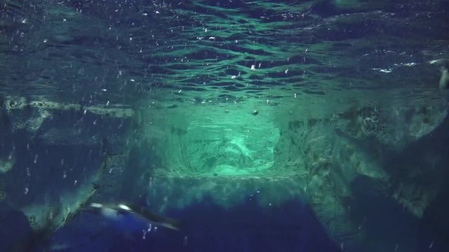 Gentoo penguins swim underwater
