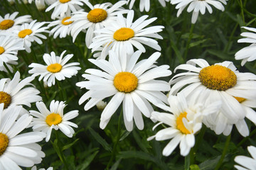 Fototapeta premium Daisies