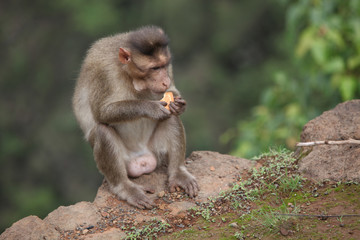 Monkey Eating Biscuit