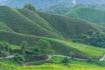 Fototapeta na wymiar Beautiful Green Tea Leaves Plantation at Cameron Highlands Malaysia