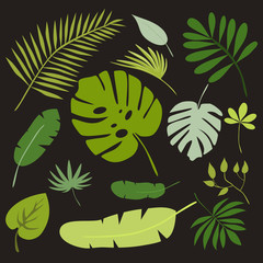 Set of tropical leaves, floral tropical elements, isolated vector illustration