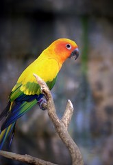 Beautiful Sun Parakeet bird perching on a branch