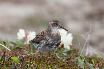 Calidris ptilocnemis