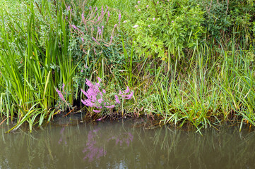 Reeds and blooming fireweed at the bank of a stream