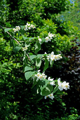 Philadelphus shrub with flowers in spring