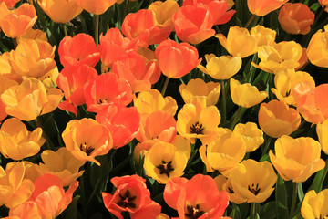Fototapeta na wymiar Yellow and orange tulips