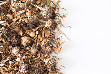 Dried Zinnia flower (Zinnia violacea Cav.)