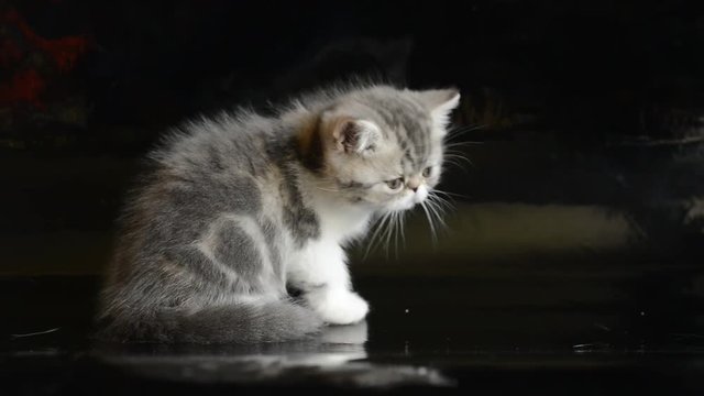 grey exotic Shorthair kitten