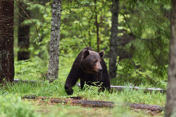 Fototapeta na wymiar brown bear walking in the forest